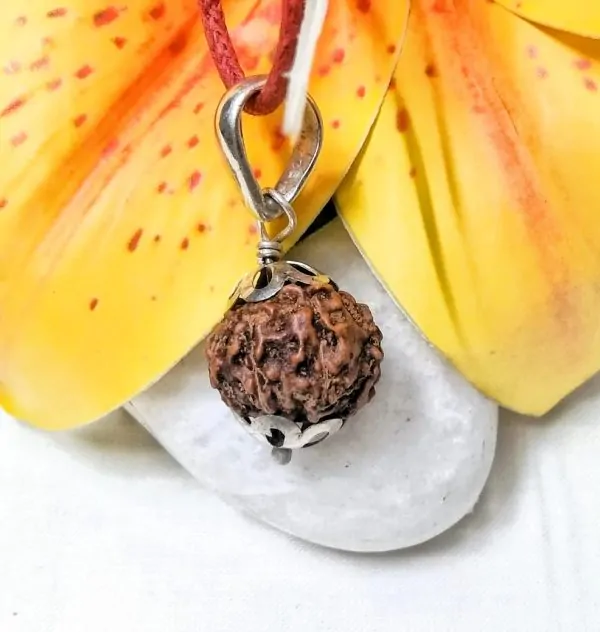 10 Mukhi Rudraksha Indonesia in silver pendant