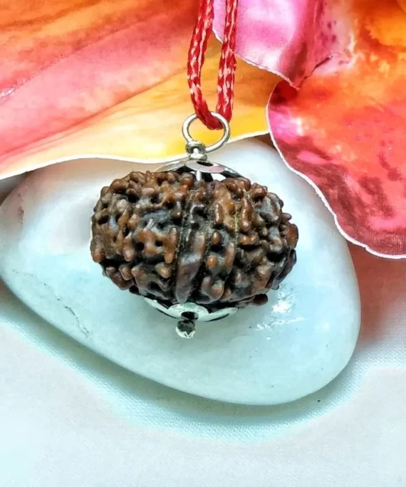 11 Mukhi Rudraksha Nepal, 24.19mm size in silver pendant
