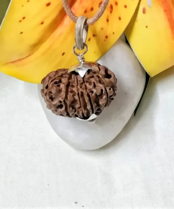 12 Mukhi Rudraksha Nepal, 24.12mm size in silver pendant