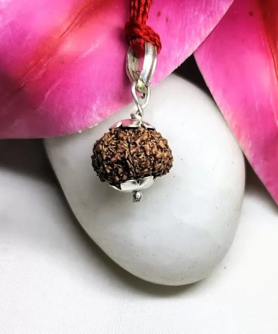 14 Mukhi Rudraksha Indonesian, 14.14mm size in silver pendant