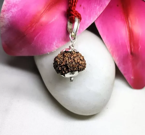 14 Mukhi Rudraksha Indonesian, 14.14mm size in silver pendant