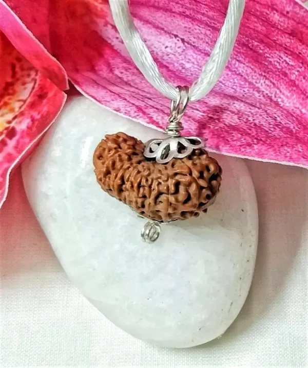 16 mukhi rudraksha Indonesia 21.30 mm size, in silver pendant