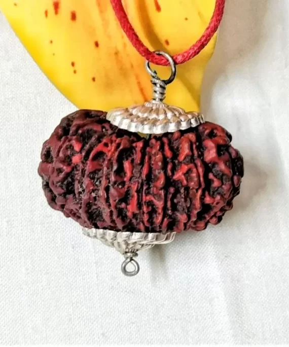 16 Mukhi Rudraksha Nepal, 36.05 mm large size in silver pendant