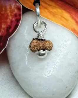 17 Mukhi Rudraksha Indonesia, 10.30mm size in silver pendant