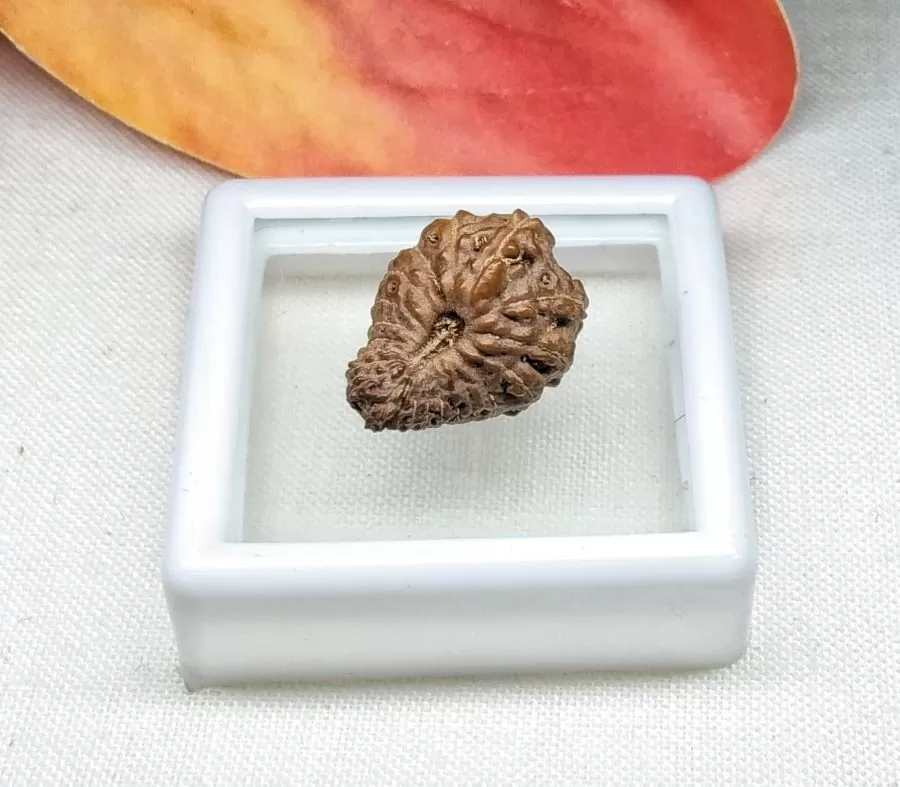 21 Mukhi Rudraksha Indonesia, 14.32mm size in silver pendant