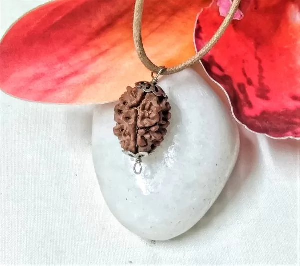 3 Mukhi Rudraksha (Nepal) in silver pendant