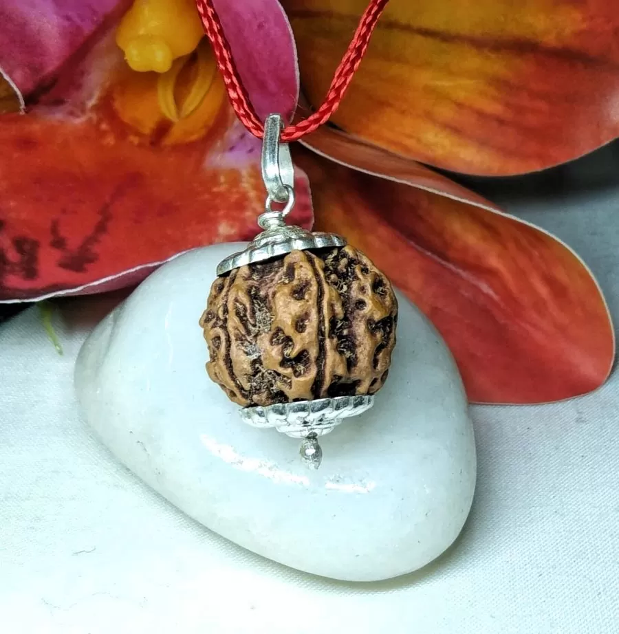 6 Mukhi Rudraksha, Nepal, in silver pendant