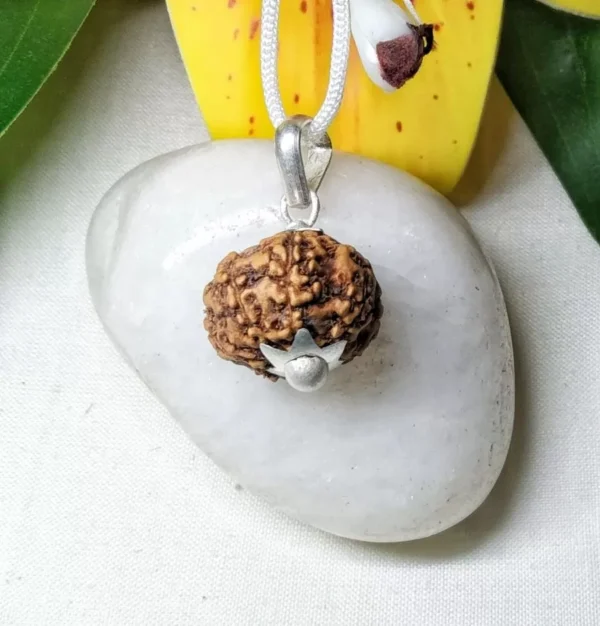 7 Mukhi Rudraksha Indonesian in silver pendant