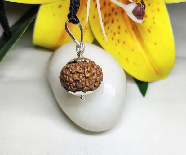 8 Mukhi Rudraksha Indonesia, in silver pendant
