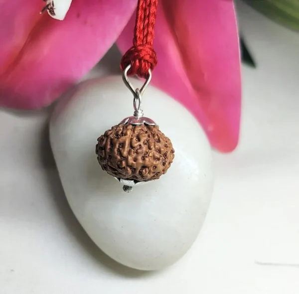 9 Mukhi Rudraksha Indonesian