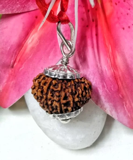 14 Mukhi Rudraksha Nepal 22.74 mm size in silver pendant